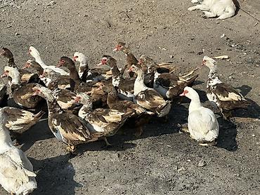 Птицы: Индоутки 24 головы 
2 самца и 22 самки — 7