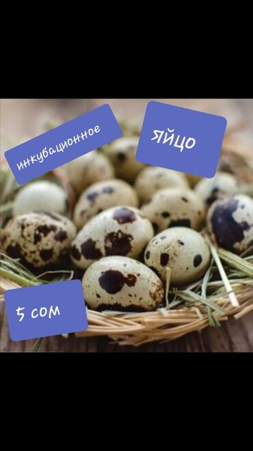 клетка для перепелов купить: Инкубационное яйцо перепелов Техас и Феникс мясо-яичные по 5 сом