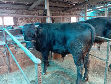 Коровы, быки: Продаю | Бык (самец) | На откорм | Племенные