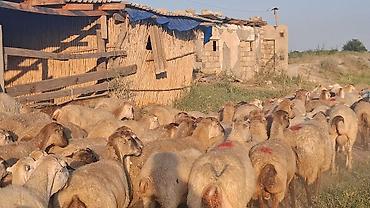 heyvanlar satışı: Qoyun sürüsü – ətlik və damazlıq üçün - Növ: yerli qarışıq — 1