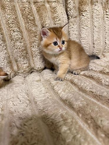 шотландский вислоухий котенок баку: Шотландская вислоухая — 7