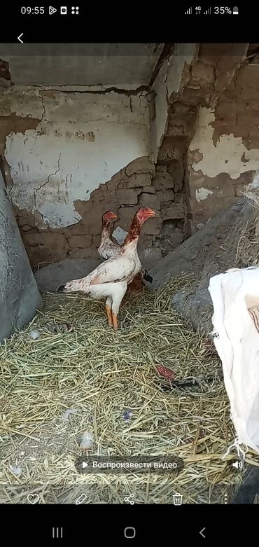 купить сову бишкек: Птицы