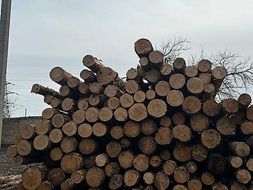 Тегерек жыгачтар: Всегда свежий! Продаем кругляк, кругляки сорт сосна, диаметр от 10 см — 7