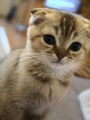 Pişiklər: Britan yastı qulaq, Erkək — 8