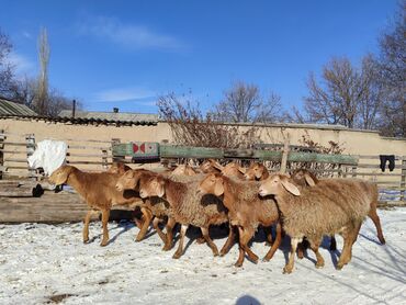 Бараны, овцы: Продаю | Ягненок | Арашан | Для разведения | Ярка