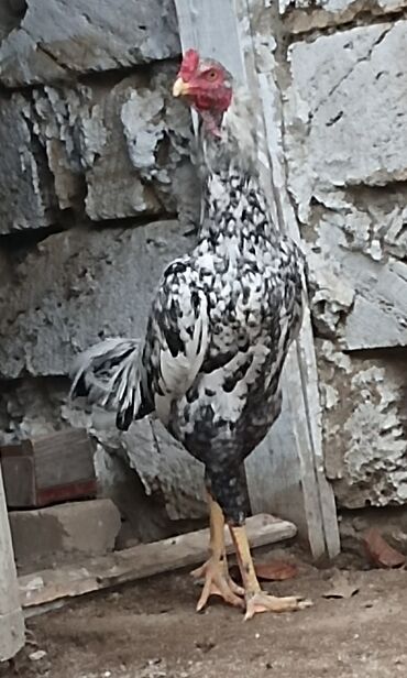 Xoruzlar: Xoruz, Heyratı, il: 1, Ünvandan götürmə — 4