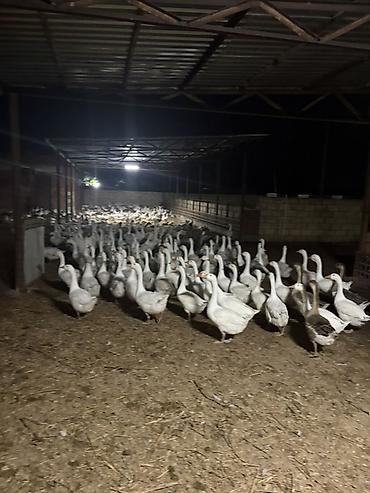 ördək balası və cücə: Qaz eti satisi. 13 kq - Növ: Ağ və boz yerli qazlar (əzələli bədən — 1