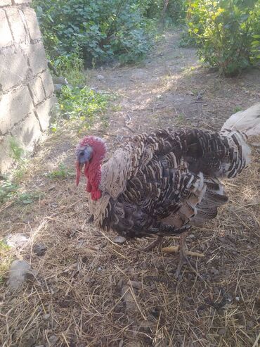 qaşqaldaq quşu: Erkey hind quşu