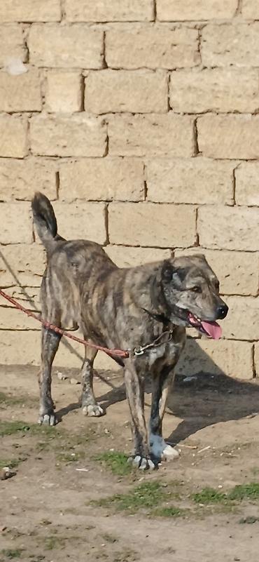 İtlər: Qurdbasar, 2 il, Erkek — 4