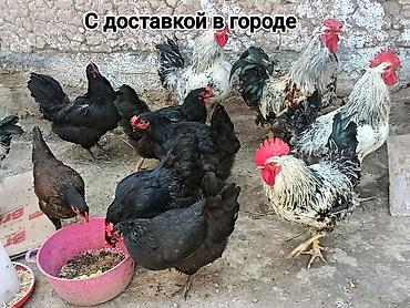 Куры, петухи: Продаю | Куры — 1
