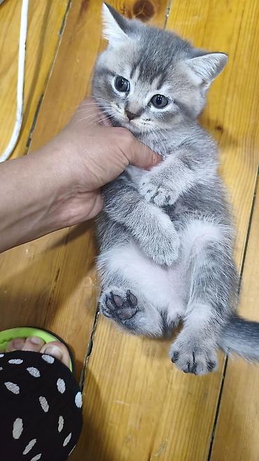 qızıl şinşilla: Şinşilla, Erkək, Yaxşı əllərə, Ödənişli çatdırılma — 4