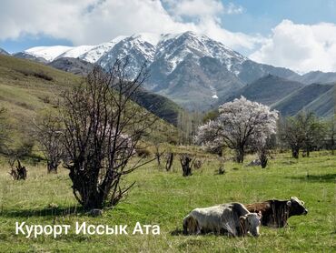 долгосрочная аренда жилья: 60 кв. м, 3 бөлмө