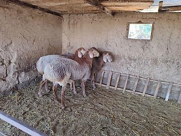 купить арашан баран: Продаю | Баран (самец) | Арашан | Для разведения — 9