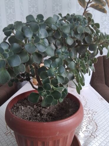 Другие комнатные растения: Аихризон, дерево любви,6 месяцев,растёт