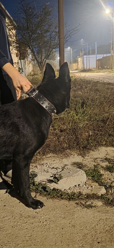 İtlər: Alman çoban iti — 7