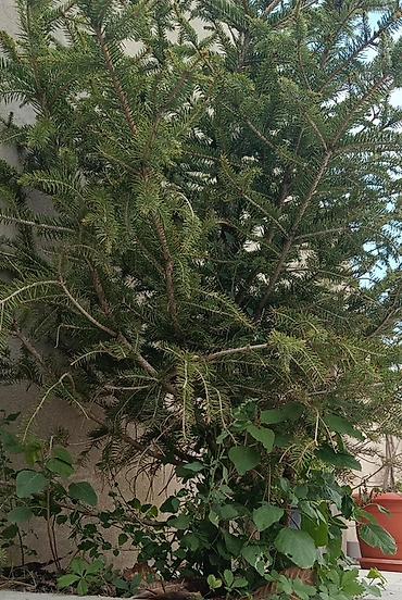 Ağaclar: Həmişəyaşıl iynəyarpaq ağacı – ladin (spruce) - Landşaft üçün — 3
