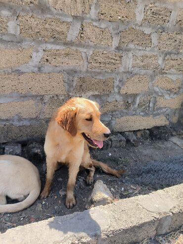 it satisi gence: Labrador-retriver, 9 ay, Erkek, Peyvəndli, Ünvandan götürmə