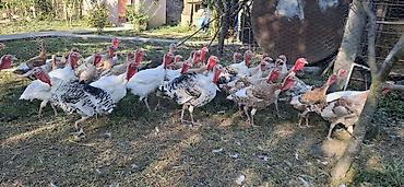 hinduşka: Məhsul: Hinduşka sürüsü (müxtəlif rəng və çalalarda) qiymət razılaşma — 9
