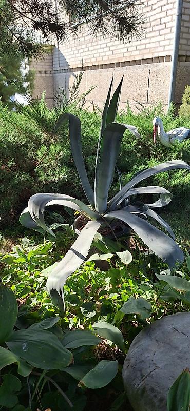 кончи: Агава американская (Agave americana) в горшке - Крупное декоративное — 6