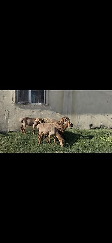 телята токмок: Продаю | Овца (самка), Ягненок | Арашан | Для разведения | Ярка — 2