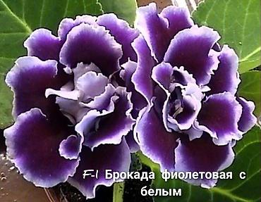 георгины цена: Продаю укорененные детки сортовых махровых глоксиний!Цена 200с — 6