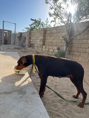 İtlər: Doberman, 8 ay, Dişi, Cütləşmə üçün, Ünvandan götürmə