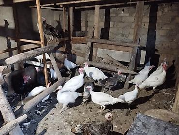 satliq itler: Quslar Gilezidedi 23 ededir 6 si erkeydi disiler yumurta edir — 2