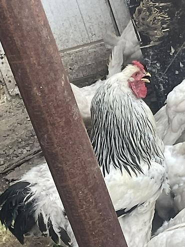 щенки охотничьих собак: Продаю | Куры | Брама | Для разведения — 1