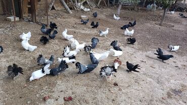 Göyərçinlər: Məhsul: müxtəlif növ ev göyərçinləri Təsvir: - Rənglər: ağ, qara — 9