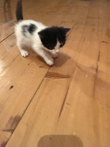 Pişiklər: Erkək, Dişi, Yaxşı əllərə — 11