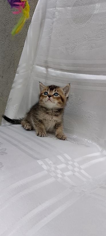 Pişiklər: Şotland — 8