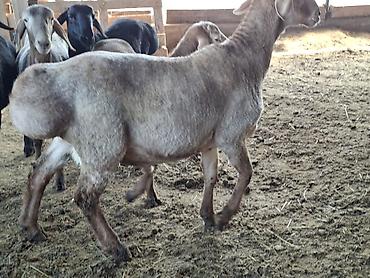 Баран, овца: Продаю | Баран (самец) | Арашан | Для разведения — 7