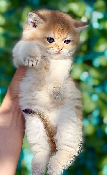 Кошки: Шотландская вислоухая — 7