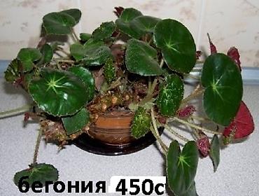 хлорофитумы: Комнатные растения - хлорофитумы кудрявые, плющи вариегатные, кливия — 2