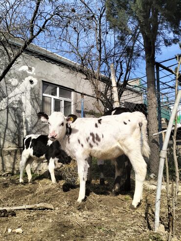 simmental ineklerin satisi: Erkək, il: 1, Damazlıq, Ünvandan götürmə