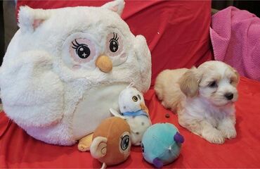 Psi: Na prodaju 5 prelepih dečaka havanskog bišona, stari 3 meseca. Od — 4