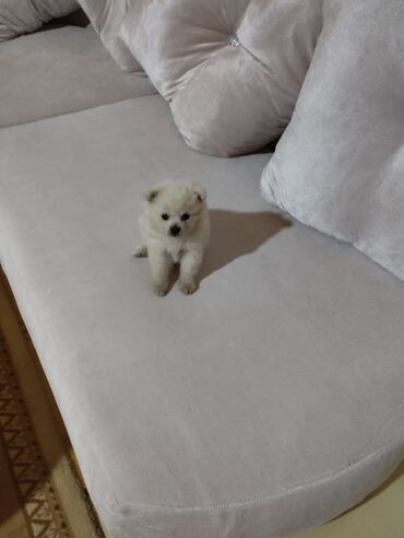 pomeranian spitz satisi: Şpitz, 2 ay, Dişi, Ünvandan götürmə, Ödənişli çatdırılma