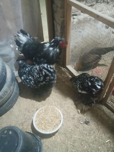 Motel brama Ailəsi 1 Xoruz 2 Fərə. Tam Sağlam. Qiymət 120 Manat