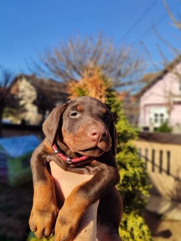 Psi: Na prodaju štenci trenutno u toku rezervacije . Stari 40 dana biće — 3