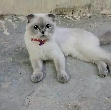 Şotland yastı qulaq, Dişi