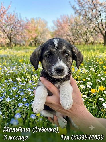 Продажа собак: 3 месяца, Самка — 1