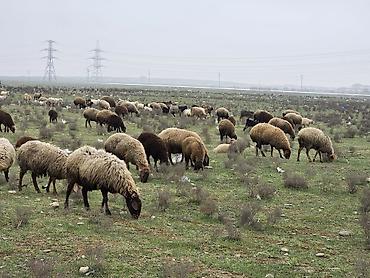 K/t heyvanları və malları: Allah haminin malina bereket versin. xeyrin versin. Ünvan ZABRAT 1 — 7