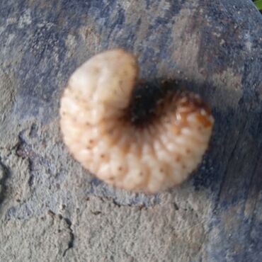 Bağbanlar: Bağ işləri ağac və kolların budanması,şəkilləndirməsi dərmanlara qazon -da lalafo.az — 28 Bağbanlar: Bağ işləri ağac və kolların budanması,şəkilləndirməsi dərmanlara qazon — 28