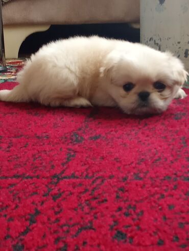 İtlər: Pekines, 1 ay, Erkek — 5