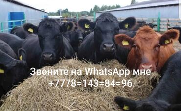 симентал карова: Продаю | Корова (самка), Бык (самец), Тёлка | Бельгийская, Ангус, Герефорд | На забой, Для разведения, На откорм | Племенные, Стельные at lalafo.kg симентал карова: Продаю | Корова (самка), Бык (самец), Тёлка | Бельгийская, Ангус, Герефорд | На забой, Для разведения, На откорм | Племенные, Стельные