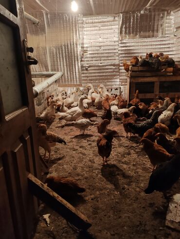 Toyuqlar: Toyuq, Damazlıq, Ünvandan götürmə — 12