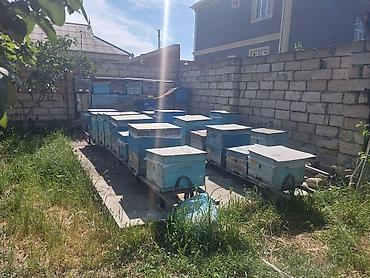 qaz şəkili: Arıçılıq üçün hazır pətək və avadanlıq dəsti - Şəkillərdə gördüyünüz — 1