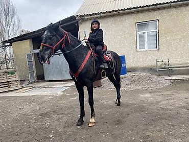 Лошади, кони: Продаю | Жеребенок | Для разведения — 9