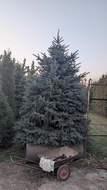 дубовый веник цена: Продам Ель, ухоженная, высокая, молодая. все подробности по тел. цена — 2