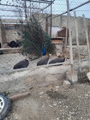 Hinduşka: Ferma quşları satılır – şəkillərdə olan növlər: - Hind quşları — 10